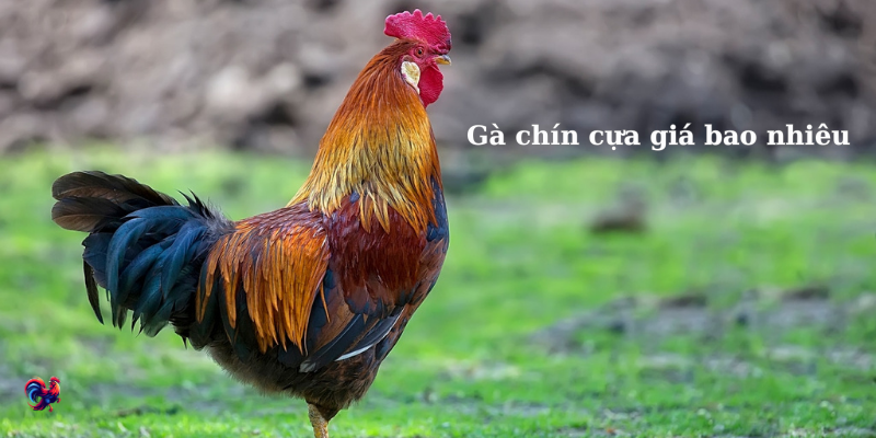 Bảng giá gà chín cựa