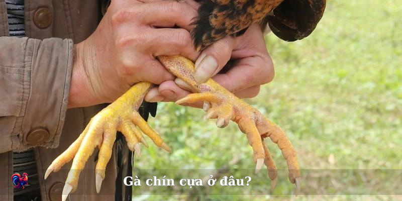 Địa chỉ mua gà chín cựa