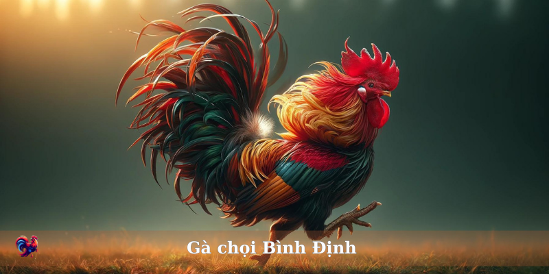 Giới thiệu về Gà chọi Bình Định