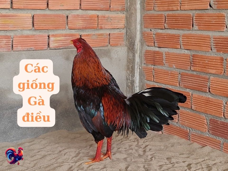 Các giống gà điều phổ biến