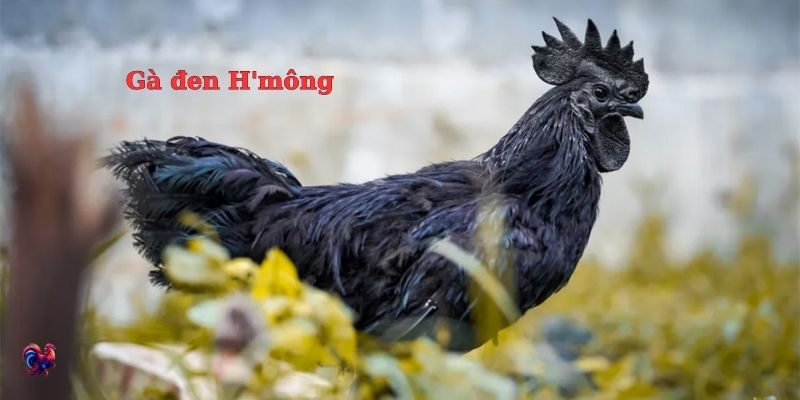 Đặc điểm của gà đen H’mông