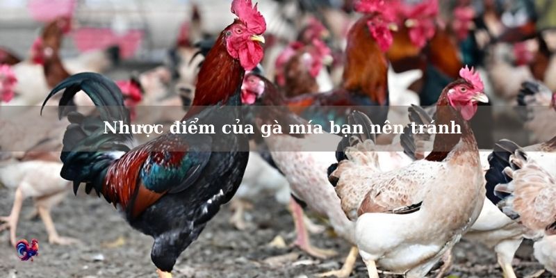 Điểm yếu cần tránh khi nuôi gà mía