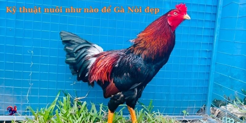 Hướng dẫn chọn giống gà nòi