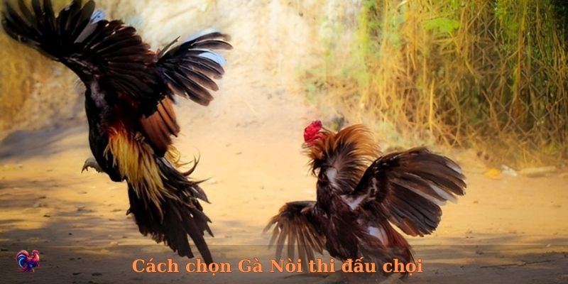 Lựa chọn gà nòi thi đấu chọi thông minh