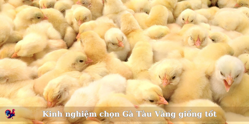 Xuất xứ của Gà Tàu Vàng