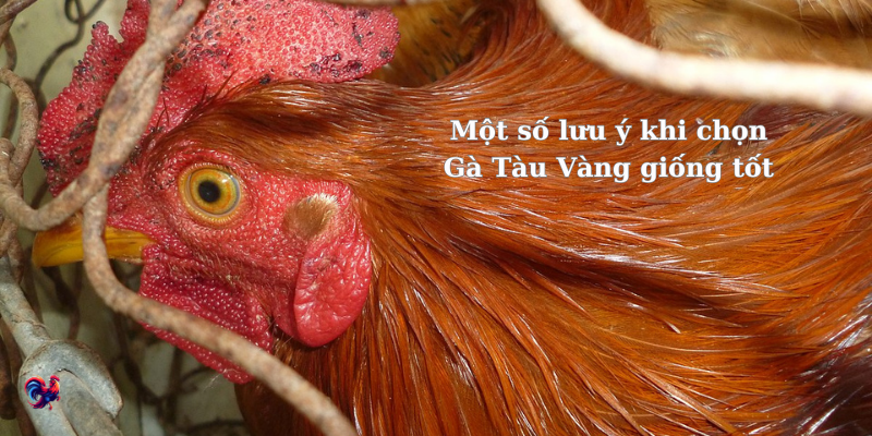 Những điều cần lưu ý khi lựa chọn giống Gà Tàu Vàng