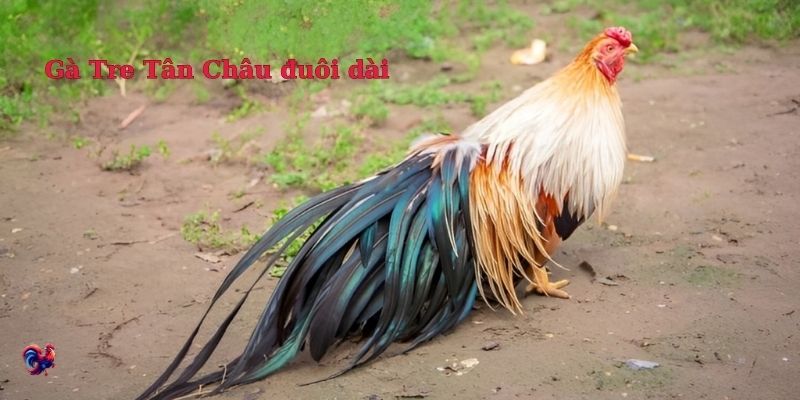 Gà tre Tân Châu đuôi dài - Đặc điểm và cách chăm sóc