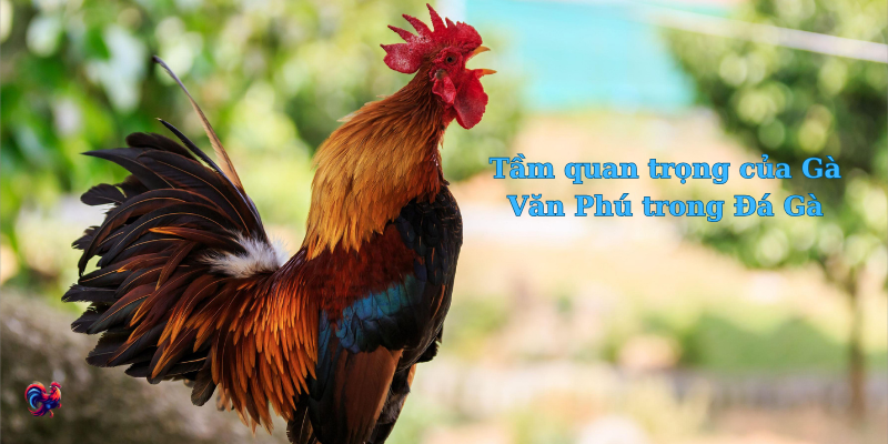 Đá gà Văn Phú: Vị trí quan trọng trong thế giới đá gà