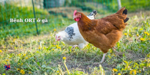 5 tips to prevent ORT disease in your flock of chickens